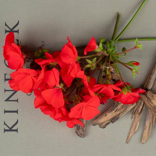 OLOR - Geranium + Oud Jar Candle